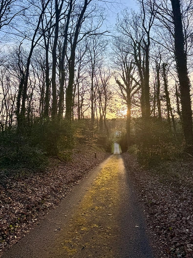 Chemin forestier au coucher du soleil dans le domaine