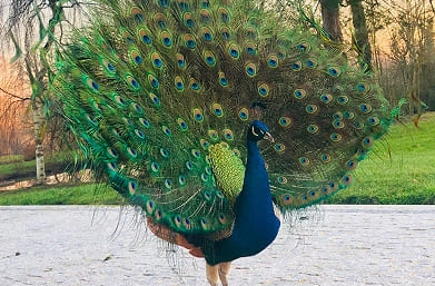 paon en liberté au domaine