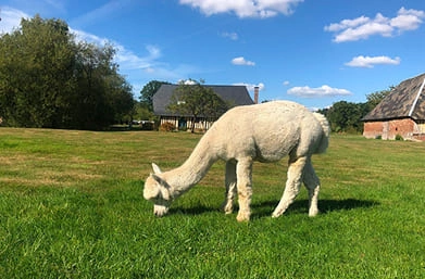 Alpaga en liberté dans le domaine