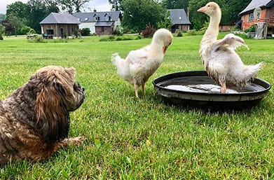 canetons dans l'eau avec chien qui les regardent