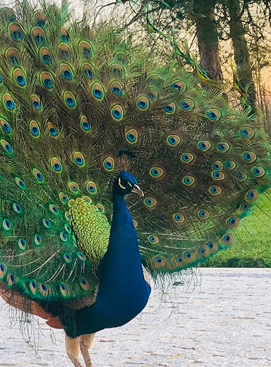 paon paon du domaine de la ferme de fourges en liberté
